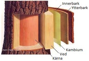 Bild som visar trädets olika lager från bark och in till kärnan