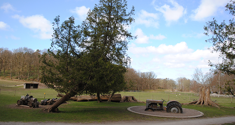Naturlekplats med träd och lekredskap i träd samt traktor.