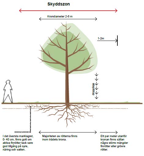 Träd som visar skyddsxoner