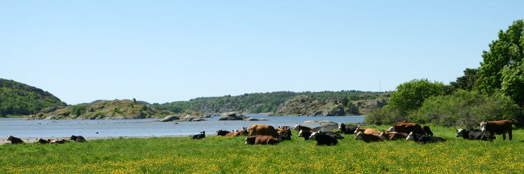 Kor på Bassholmen